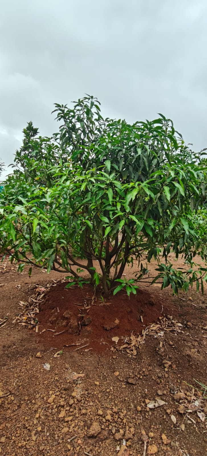 Farm plant: WhatsApp Image 2026-07-27 at 12.25.13.jpeg